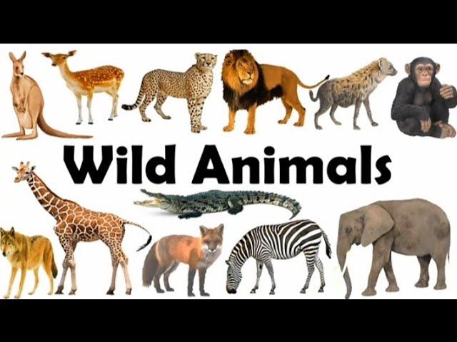 wild animals name in English and Hindi   animals name for kids