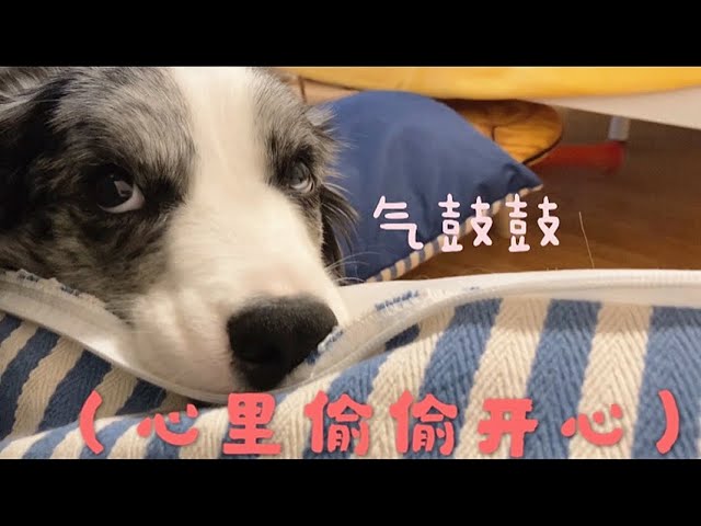 My Dog Wants To Sleep With Me Instead Of On A Dog Bed 【A Day in the Life With Summer】