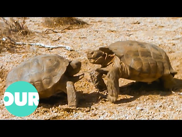 Two Male Tortoise Tangle To Top Trump | Our World