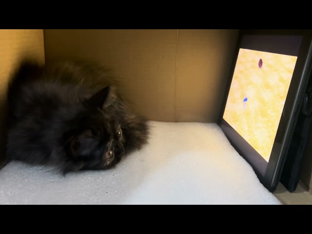 Persian kitten Nyxie's DIY Cardboard Home Theatre – Ultimate iPad Cinema Experience! Part 2