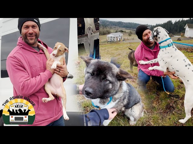 We just got a stunning group of dogs all the way from Texas! | The Asher House