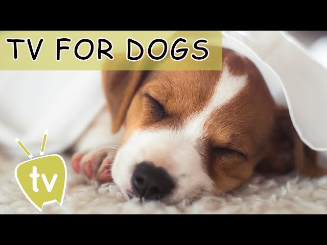 Music For Dogs: Calming Your Puppy's Anxiety With Music !