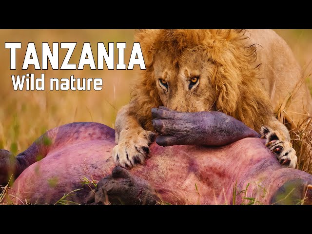 WILD TANZANIA | Ruthless nature and ancient tribes