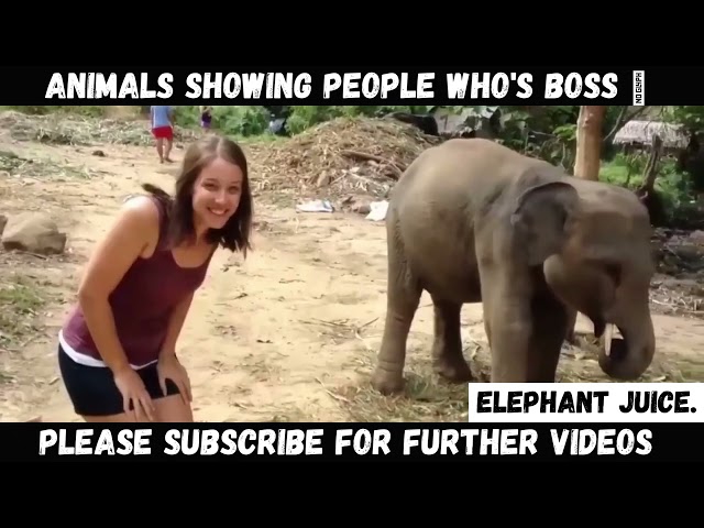 Funniest Animal Videos 😂 Animals Chasing People #funniestanimals #funnyanimals #animalshorts #shorts