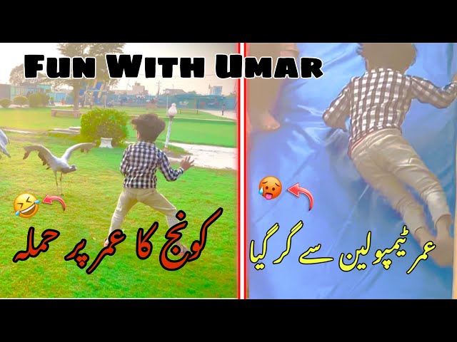 Khtarnak Koonj Ne Hmla Kar Diya🤣 || demoiselle crane attacked on umar😳 || Koonj Attack ||