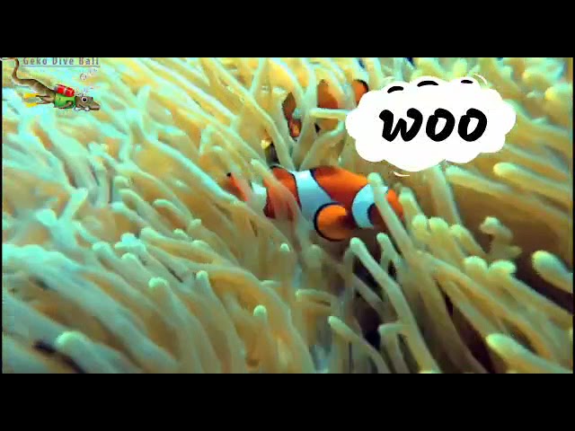 Ocellaris clownfish at Padang Bai's Drop Off dive site in East Bali