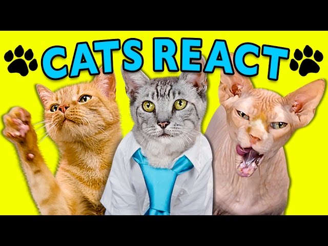 CATS REACT TO VIRAL VIDEOS #2