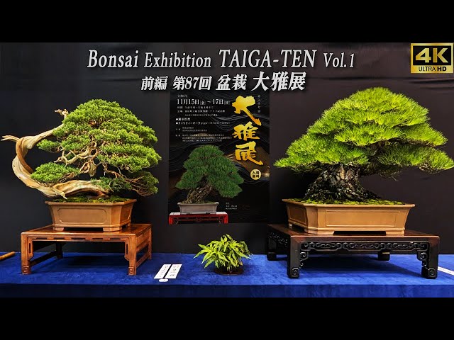 Taiga Bonsai Exhibition Vol.1 2024 in japan ~第87回 盆栽 大雅展 前編~ [4K UHD]