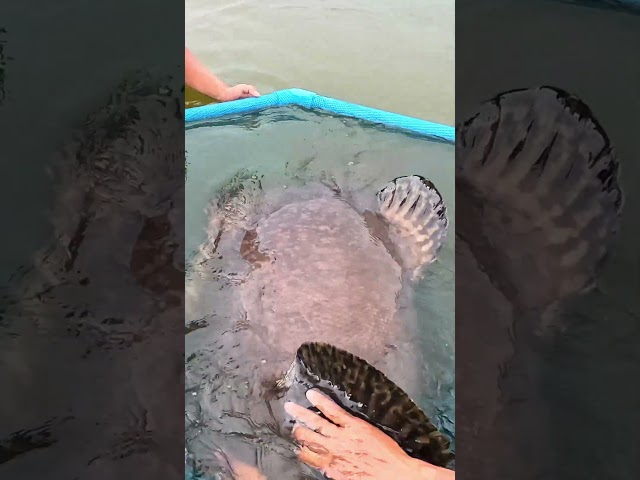 2 People to lift this fish!