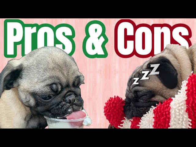 Pug Pros & Cons! (The Cute, The Funny, and The Bad of Owning Pugs!)