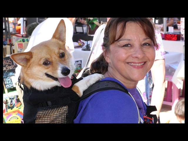 K9 Sport Sack Attends Corgi Beach Day At Huntington Dog Beach (April 2019)