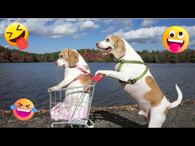 Funniest Dogs of 2024: Try Not to Laugh! 🤣🐶 🐶 Funny Dogs Part 17