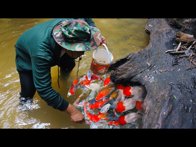 Lucky Day Found Koi Fish In Forest,Enjoy Catch Up A Lot Of Fish