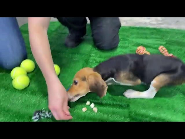 Beagle update with some of the 4,000!