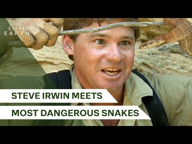 Steve Irwin’s Top 10 Most Venomous Snakes Adventure | The Deadliest