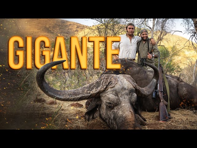 HUNTING SAFARI in SOUTH AFRICA: Hunting of buffaloes, zebras and zebras