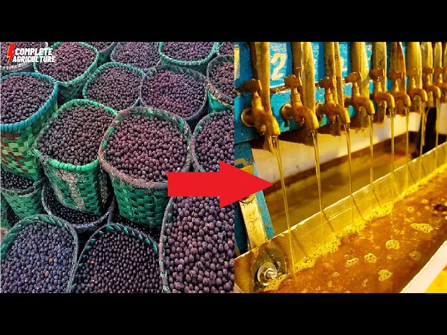 How Indian Farmers Harvest 1000 Of Tons Of Mustard Oil? Mustard Agriculture & Oil extraction process