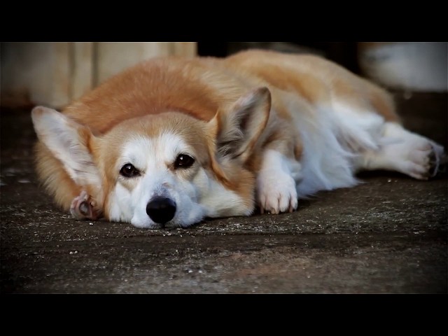 Welsh Corgi Pembroke | Topi The WelshCorgi | Lam nhi | Welsh Corgi Pembroke Charmant Seri 37-38-43