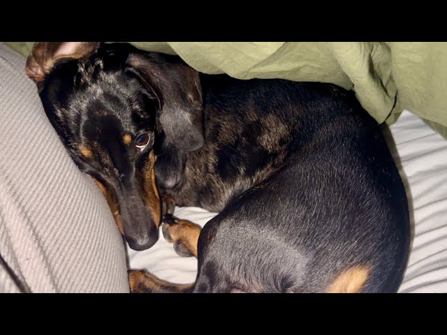 MINI DACHSHUND HAS TROUBLE GETTING OUT OF BED