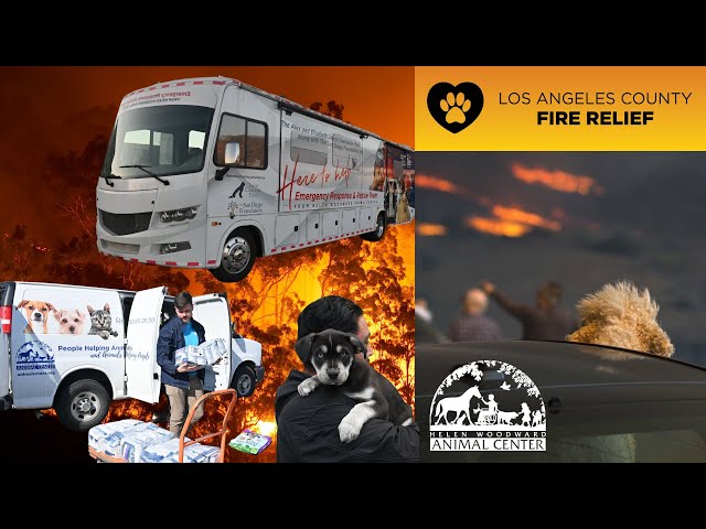 Rescuing Pets & Families After the LA Fires | Helen Woodward Animal Center