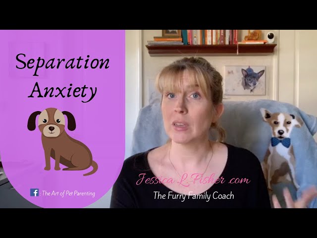 How To Help A Dog With Separation Anxiety