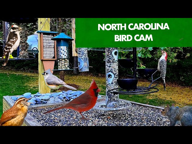 Live Bird Feeder Cam in the Piedmont of North Carolina 24/7