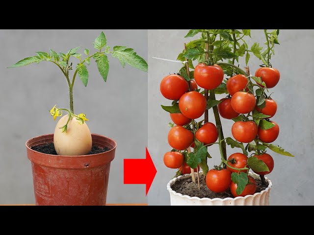 The Secret Of Cutting Tomato Branches More Than 10 Times