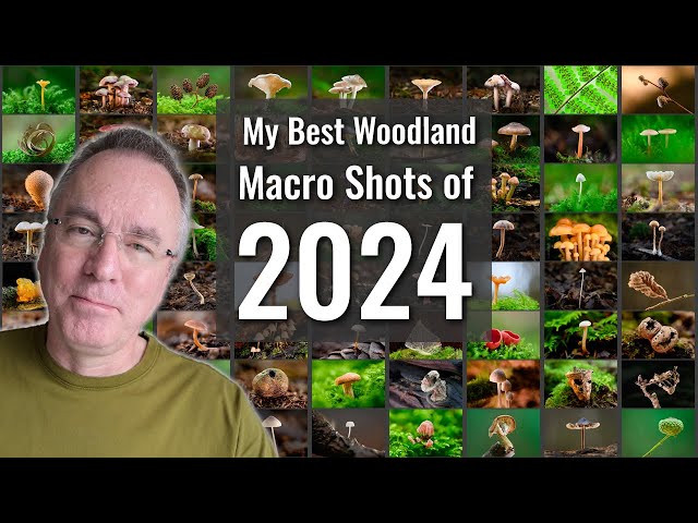 My Best Shots of 2024 | Focus stacking woodland macro photography