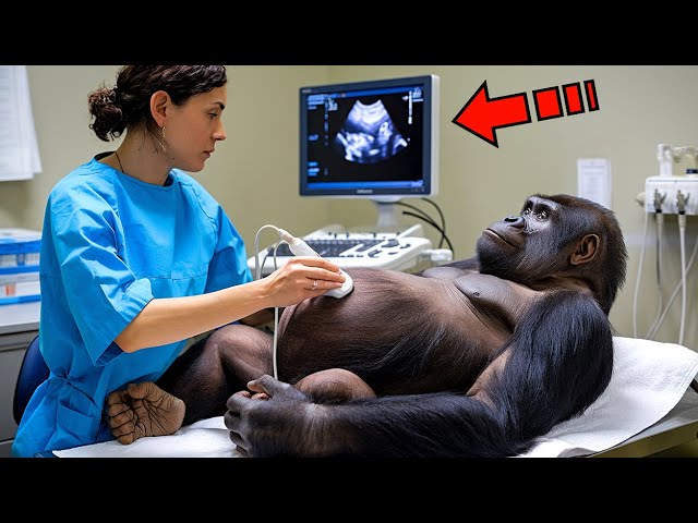 The veterinarian experienced a strong shock when he saw an ultrasound of a pregnant gorilla. Just ta