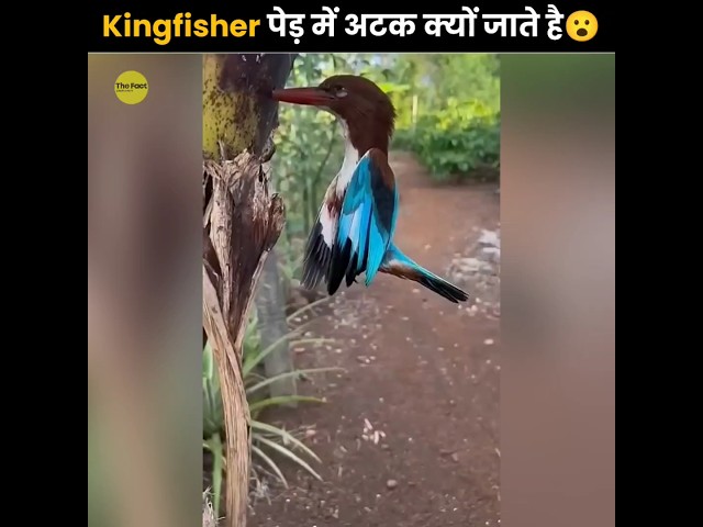 Why Kingfisher Get Stuck In Trees 😮