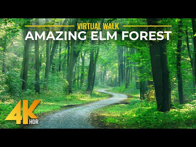 4K HDR Relaxing Walk in the Woods - Sunny Day in Elm Forest + Nature Sounds & Gentle Piano Music