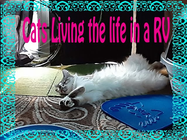 Cats Living the life in a RV