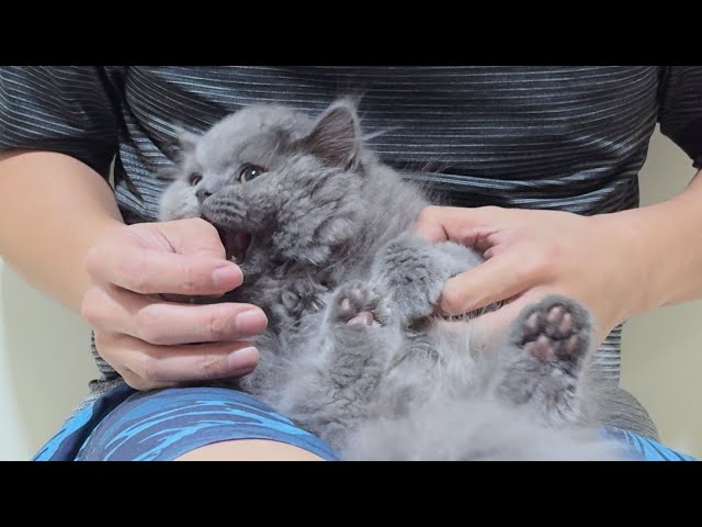 First time trimming a kitten claws, we are both nervous