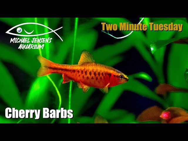 Cherry Barbs - Two Minute Tuesday