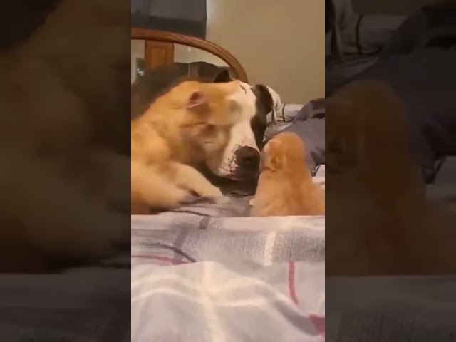 Cat introduce her kitten to Dog friend