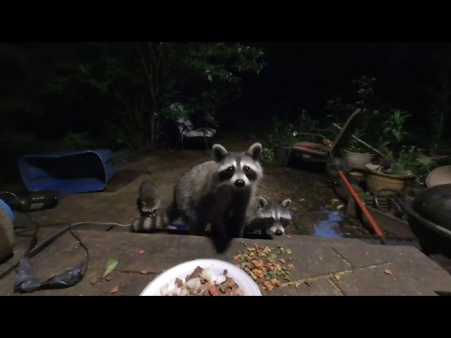 Raccoons curious about VR 180 camera