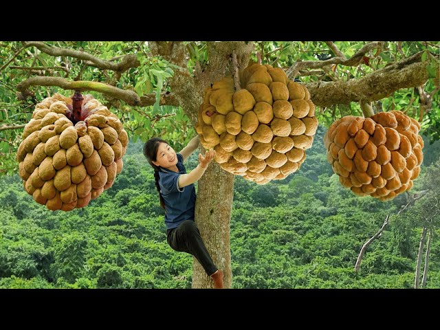 Harvesting Giant Pineapples - Goes  the Market to Sell | Fresh Fruits and Vegetables | Daily Life