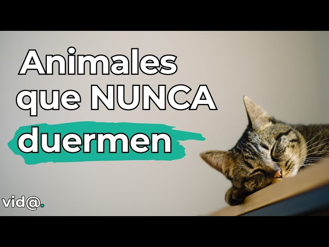 ¡Increíble! Animales que Nunca Duermen y Su Asombrosa Vida #naturaleza