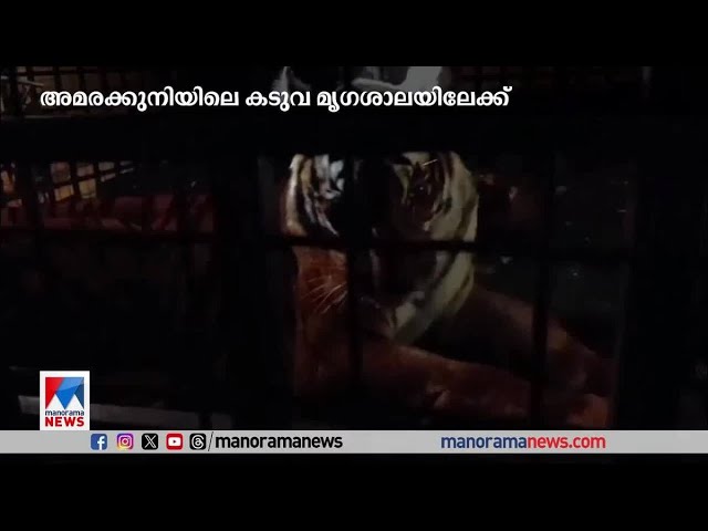 നാട് വിറപ്പിച്ചവന്‍ കൂട്ടിലേക്ക്; അമരക്കുനിയിലെ കടുവ മൃഗശാലയിലേക്ക് | Wayanad Tiger