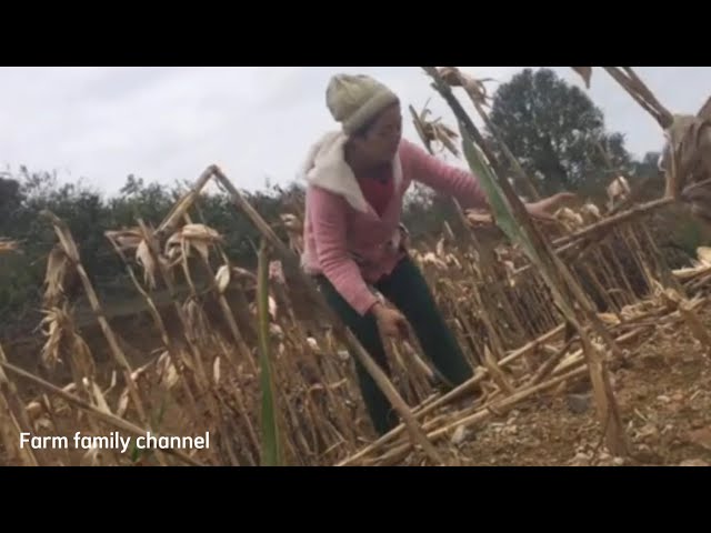 Single mother harvests corn and rice to raise chickens and pigs ep83 | Farm family channel