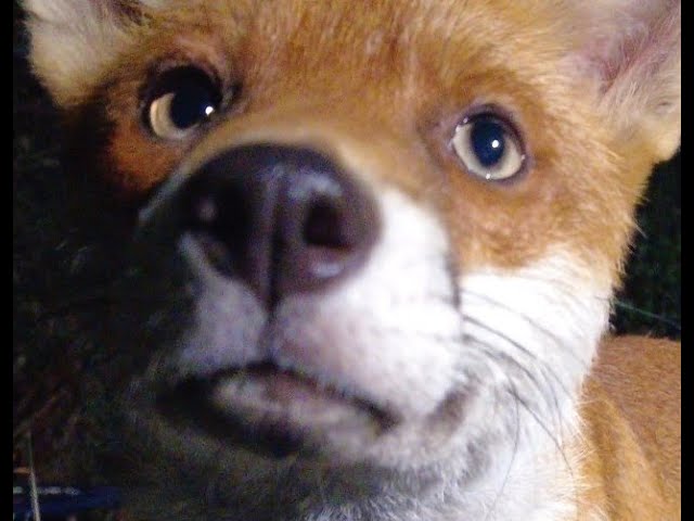 Bold Fox Jumps Up On Me