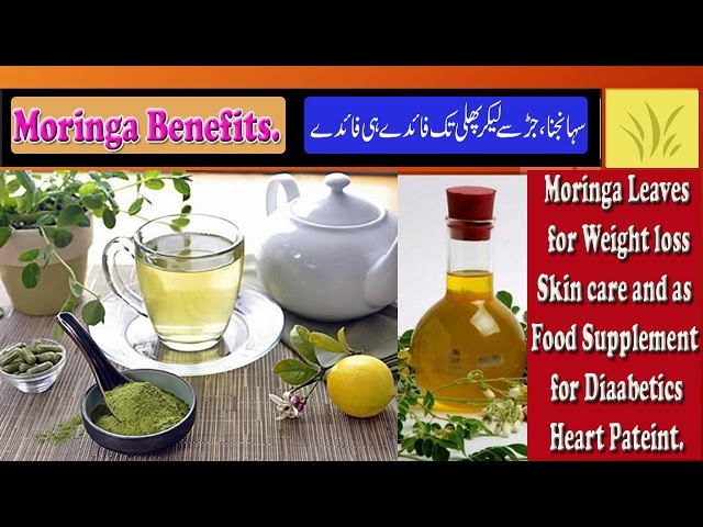 Quick Weight loss with Moringa Tree (Sohanjna) , A miracle Plant