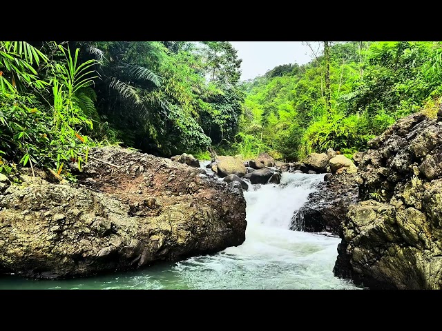 Relaxing sound of flowing water, chirping birds and rustling leaves for a deep sleep #asmr