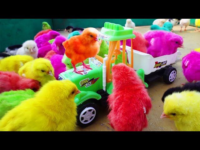 LOVELY Hen Baby Chicks Vs TRACTOR TROLLEY TOYS Video | FishCutting