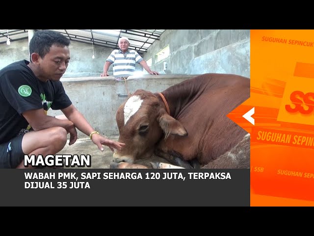 MAGETAN - Wabah PMK, Sapi Seharga 120 Juta, Terpaksa Dijual 35 Juta