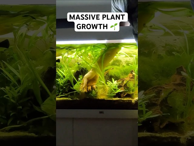 Fast Growing Aquarium Plants without CO2 or Chemical fertilizers