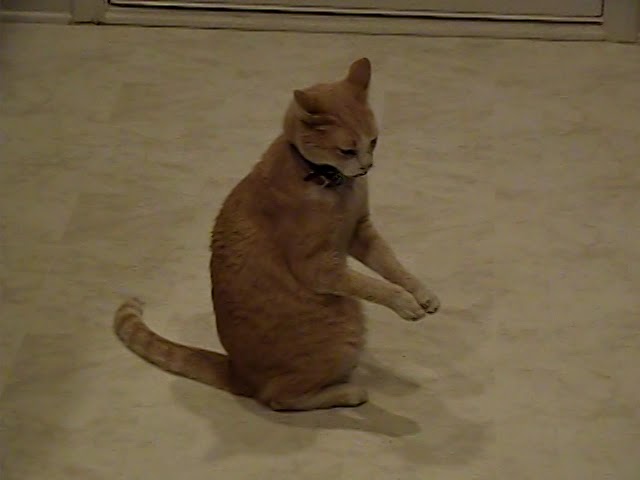 Praying Cat - The Original Cat Video - 2005