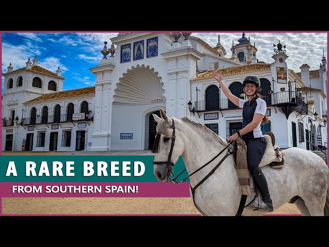 Riding the Marismeño Horse in El Rocío Spain