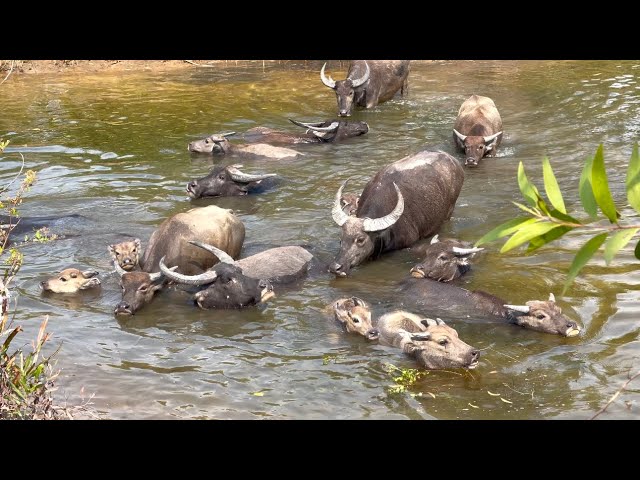 Pets & Animals | Many Buffaloes Lie Down And Soak In Water. /Sushira TV 4K