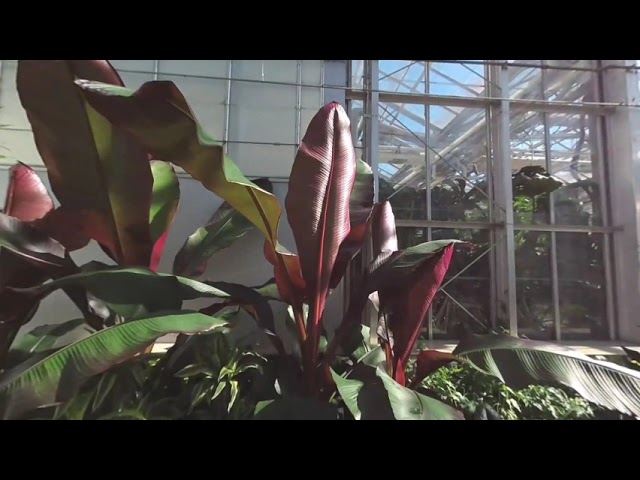 Earl and Donnalee Holton Arid Garden  and Tropical Conservatory Frederik Meijer Gardens